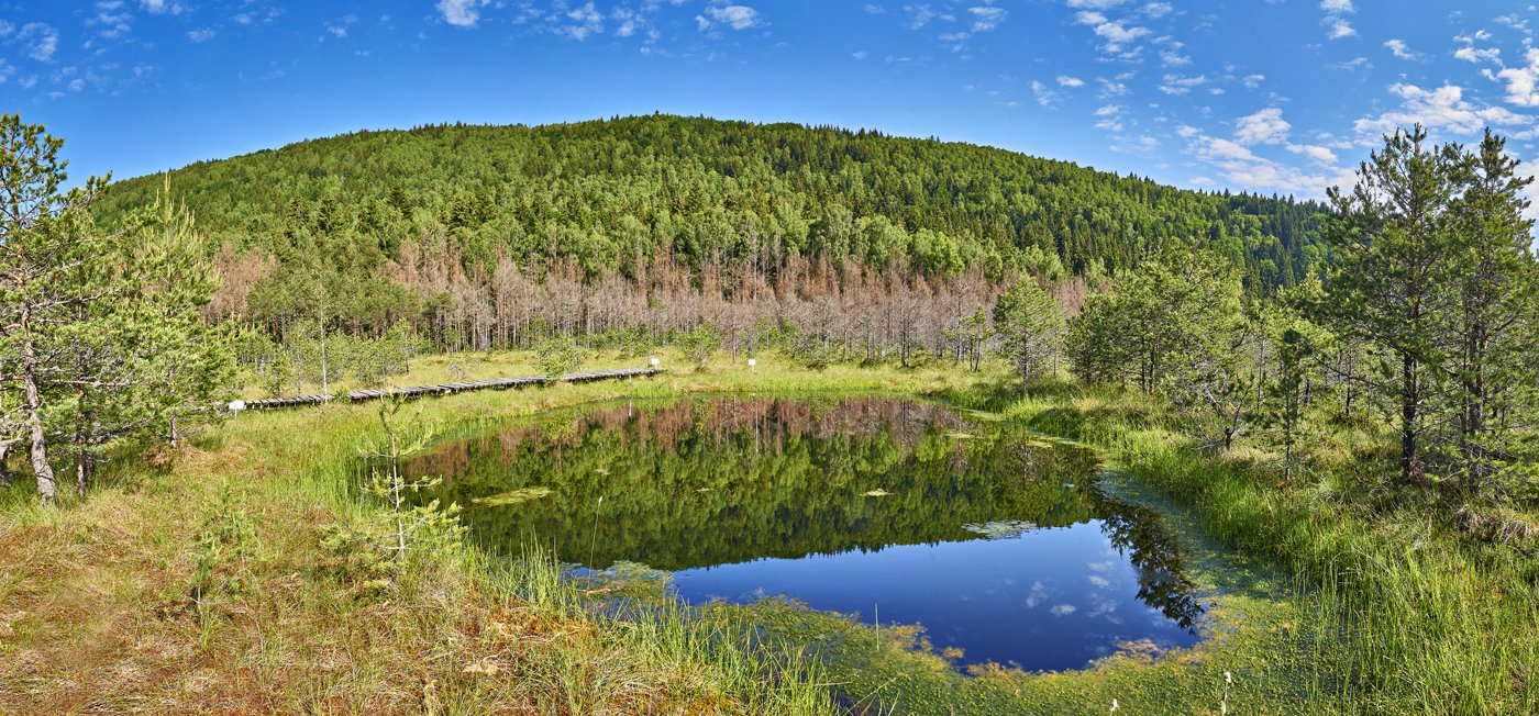 Mohos-tőzegláp