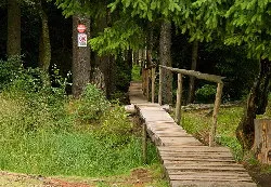 Mohos-tőzegláp fapalló